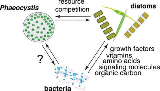 Graphical Abstract