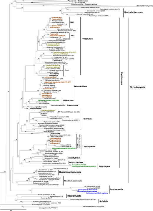The maximum likelihood bootstrap values of 1000 repetitions are indicated at the nodes. Isolates and single cell sequences from this study are marked in bold and color coded according to their host/substrate; brown (diatom host), dark green (chlorophyte host), light green (desmid host), blue (cyanobacteria host), black (pollen substrate).