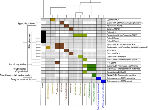 On the x-axis substrate (pollen) and phytoplankton host species and on the y-axis chytrid strains and single cell isolates, clustered according to their taxonomic relatedness. Rectangles indicate compatible host/substrate-chytrid pairs with the color code referring to host/substrate taxa; dark brown (pennate diatoms), light brown (centric diatoms), dark green (Chlorophyta), light green (desmids), blue (cyanobacteria), black (pollen).