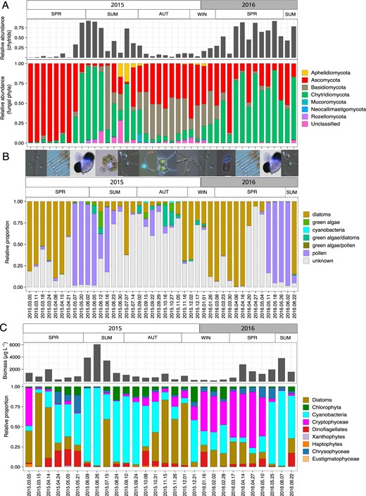 Fungal phyla and their relative abundance (A), identified zoosporic fungi substrate associations, including microscopy images illustrating the the succession of different phytoplankton/substrate-chytrid pairs (B) and biomass and relative proportions of phytoplankton taxa (C). Note different dates on X-axis for the lower phytoplankton plot.