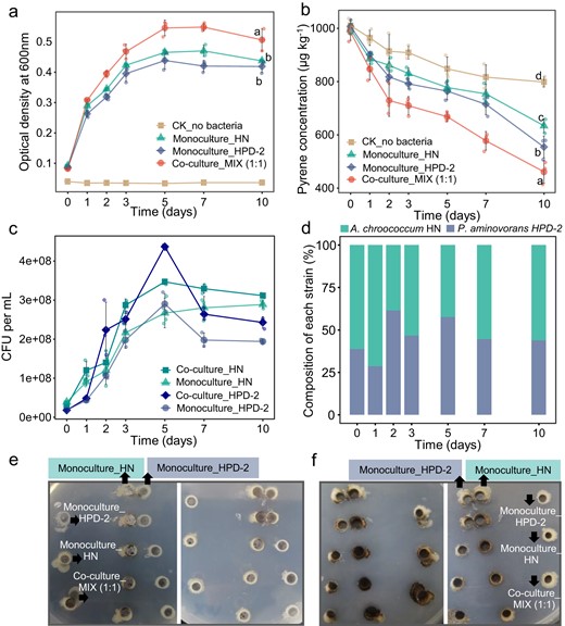a Growth curves of A. chroococcum HN and P. aminovorans HPD-2 monocultures and co-culture. b Pyrene degradation curves of A. chroococcum HN and P. aminovorans HPD-2 monocultures and co-culture. c Growth curves of A. chroococcum HN and P. aminovorans HPD-2 in monocultures and co-culture. d Relative proportions of A. chroococcum HN and P. aminovorans HPD-2 under co-culture conditions. Antagonism analysis between A. chroococcum HN and P. aminovorans HPD-2 after 1 day (e) and 3 days (f) of incubation in nitrogen-free MSM agar plates with mannitol (0.2 g L−1) and pyrene (1 mg L−1) as carbon sources. MIX—co-culture of A. chroococcum HN and P. aminovorans HPD-2, HN—monoculture of A. chroococcum HN, HPD-2—monoculture of P. aminovorans HPD-2. Error bars represent standard deviations (N = 3). Letters indicate the significance of the differences between the values of the different treatments (p < 0.05).