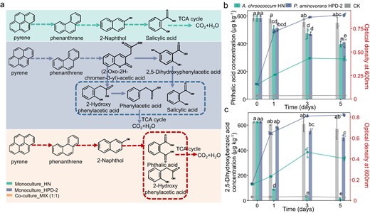 a Possible pyrene degradation pathways inferred from intermediate metabolites of pyrene degradation in the monocultures and co-culture of A. chroococcum HN and P. aminovorans HPD-2. The solid and dotted lines represent the paths between the lines where the two substances can or cannot be degraded in one step, respectively. MIX—co-culture of A. chroococcum HN and P. aminovorans HPD-2, HN—monoculture of A. chroococcum HN, HPD-2—monoculture of P. aminovorans HPD-2. b Changes in the concentrations of phthalic acid and growth curves of A. chroococcum HN and P. aminovorans HPD-2 in nitrogen-free MSM supplemented with mannitol (0.2 g L−1) and phthalic acid (600 μg L−1) as carbon sources. c Changes in the concentrations of 2, 5-dihydroxybenzoic acid and growth curves of A. chroococcum HN and P. aminovorans HPD-2 in nitrogen-free MSM supplemented with mannitol (0.2 g L−1) and 2, 5-dihydroxybenzoic acid (600 μg L−1) as carbon sources. Error bars represent standard deviations (N = 3). Letters indicate the significance of the differences between the values of the different treatments (p < 0.05).