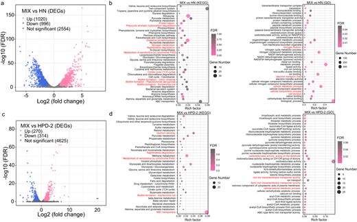 a Volcano plots of differentially expressed genes in A. chroococcum HN in co-culture versus monoculture. b Enrichment analysis of KEGG and GO functional categories in A. chroococcum HN in co-culture versus monoculture. c Volcano plots of the differentially expressed genes in P. aminovorans HPD-2 in co-culture versus monoculture. d Enrichment analysis of KEGG and GO functional categories in P. aminovorans HPD-2 in co-culture versus monoculture. MIX—co-culture of A. chroococcum HN and P. aminovorans HPD-2, HN—monoculture of A. chroococcum HN, HPD-2—monoculture of P. aminovorans HPD-2. Three replicates (N = 3) were used for transcriptomics analyses.