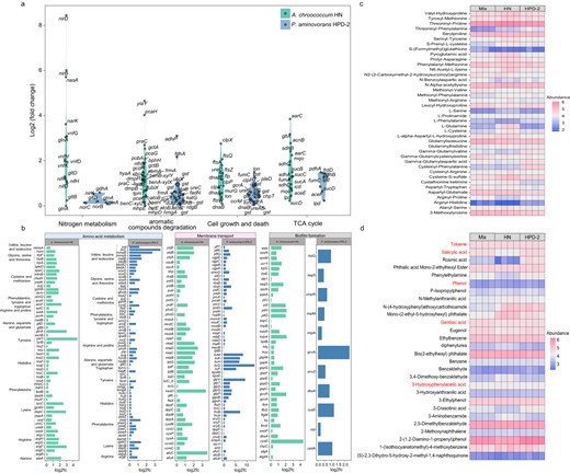 a Genes related to nitrogen metabolism, aromatic compound degradation, cell growth and death and the TCA cycle were upregulated in A. chroococcum HN and P. aminovorans HPD-2 in co-culture. b Genes related to amino acid metabolism, membrane transport and biofilm formation were upregulated in A. chroococcum HN and P. aminovorans HPD-2 in co-culture. Upregulated gene expression across major pathways was measured by the log 2-fold change (Log2FC) of gene expression in each species in the co-culture compared with the corresponding monoculture. c Metabolite abundances of amino acids and peptides in the monocultures and co-culture of A. chroococcum HN and P. aminovorans HPD-2. d Metabolite abundances of aromatic compounds in the monocultures and co-culture of A. chroococcum HN and P. aminovorans HPD-2. MIX—co-culture of A. chroococcum HN and P. aminovorans HPD-2, HN—monoculture of A. chroococcum HN, HPD-2—monoculture of P. aminovorans HPD-2. Four replicates (N = 4) were used for metabolomics analyses.