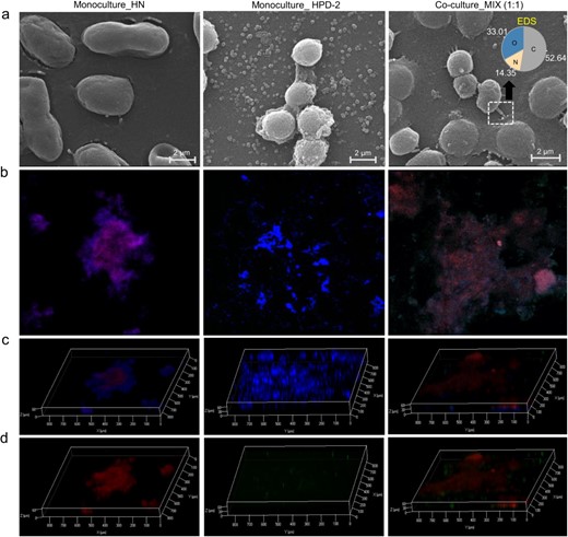 MIX—co-culture of A. chroococcum HN and P. aminovorans HPD-2, HN—monoculture of A. chroococcum HN, HPD-2—monoculture of P. aminovorans HPD-2. a Scanning electron micrographs of biofilms from the monocultures and co-culture and EDS analysis of the bridge-like structure observed in the co-culture biofilm. b Confocal laser scanning image of FISH-stained biofilm planes of A. chroococcum HN and P. aminovorans HPD-2 from the monocultures and co-culture. Images from left to right include the monoculture of A. chroococcum HN, monoculture of P. aminovorans HPD-2, and co-cultures of A. chroococcum HN and P. aminovorans HPD-2. Red represents A. chroococcum HN, green represents P. aminovorans HPD-2, and blue represents the nucleus. c, d Confocal laser scanning image of FISH-stained biofilm 3D structure from monocultures and co-culture of A. chroococcum HN and P. aminovorans HPD-2 with or without the blue of the nucleus.
