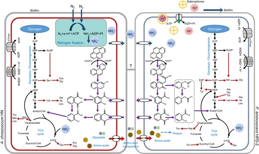 A. chroococcum HN produces NH4+, amino acids and peptides through biological nitrogen fixation and provides nutrients to P. aminovorans HPD-2 through ammonium ion and amino acid transporters. Cross-feeding of downstream intermediates of pyrene, such as 2, 5-dihydroxybenzoic acid and phthalic acid, between P. aminovorans HPD-2 and A. chroococcum HN synergistically accelerated pyrene degradation.