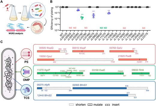 A Flowchart for screening phage resistance genes. A. salmonicida JNG and phage ZHF were co-cultured in 2216E medium at 22°C and inoculated daily into fresh medium for 90 days. The colonies of the phage resistance strains were isolated on the plate. The mutant genes were screened through whole genome re-sequencing (WGRS). B The efficiency of plating (EOP) on mutant gene deletion strains. Each point represents an independent replicate, and the short line represents the mean (n = 3). The long line represents the wild-type (WT) strain as a control. ND means no plaque was detected. Student’s t-test was used to determine the statistical significance compared to the WT strain (**p ≤ 0.01). C Mutated genes are classified into three categories based on their function. The shortening, mutation, and insertion of proteins are labeled on the graph. Red represents PS synthase, green represents OMP, and blue represents TCS proteins.