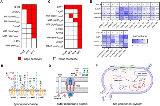 A Host sensitivity of the evolved phages RP1 and RP2 against the LPS mutants (MB 1-5) and deletion strains (ΔwaaQ, ΔwaaF, and ΔgalU). B Bacteria resisted the wild-type (WT) and evolved phage through LPS shortening. WT phage (red) can infect WT bacteria but not ΔwaaQ with a shortened sugar chain. WT phage evolved to phage RP1 (blue) to infect ΔwaaQ, while the bacteria mutated their waaF, leading to a further shortened sugar chain to resist RP1. Phages further evolved into RP2 (green) to infect ΔwaaF. No evolved phages infecting ΔgalU have been isolated. C Host sensitivity of evolved phages RP3, RP4, and RP5 against OMP mutants (MB 6-10) and deletion strains (ΔagcP, ΔexeE, ΔT2SS, and ΔrrtA). D Bacteria resist different phages by varying their AgcP mutations. The precursors of AgcP (pre-AgcP) were processed by RrtA and secreted to the cell surface by the type II secretion system (T2SS). WT phages (red) adsorbed to AgcP for infection but not to mutant AgcP. MB6 and MB7 with different mutations were infectable by RP3 (blue) and RP4 (green), respectively. E The relative transcription level of phage ZHF and prophage gene when phage ZHF infect WT bacteria, ΔafpR, ΔbmfS1, and ΔbmfS2 for 2 h. The significant differences are shown in Figure S8. WT bacteria served as a control group for normalization. F Schematic diagram of the TCS regulating incomplete phage resistance. The deletion of afpR, bmfS1, bmfS2 down-regulated the expression of prophage and phage genes, resulting in a decrease in progeny phages.
