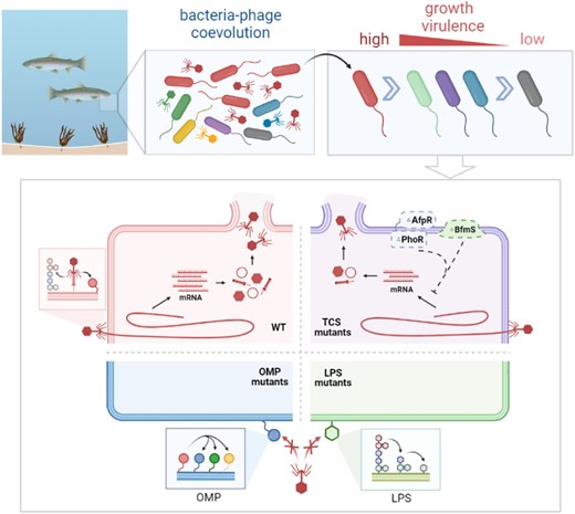 In marine ecosystems, the coevolution of bacteria and phages drives bacterial community diversity. During experimental coevolution, marine Aeromonas gradually evolved to resist phages through mutations in the lipopolysaccharide (LPS), outer membrane protein (OMP), and two-component system (TCS) genes, along with reduced growth and virulence. Phages adsorb to the LPS and OMP of wild-type (WT) bacteria (red) for infection. The TCS mutated strains (purple) inhibited the transcription of the phage gene, resulting in reduced progeny phages and incomplete phage resistance. LPS shortening (green) and OMP mutations (blue) led to complete phage resistance, which was the dominant variation during coevolution.