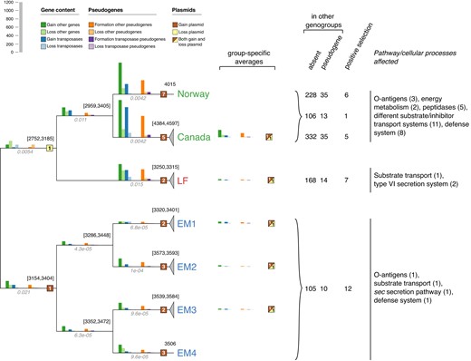 Cladogram with a quantitative comparison of changes in gene content (bar charts with blue and green colors for transposases and other genes, respectively), formation and loss of transposases and other pseudogenes (bar charts with purple and orange colors), and of changes in extrachromosomal elements (ECEs; squares shaded with brown and yellow color) during the different phases (i.e. subbranches) of the speciation of the genus Piscirickettsia. For terminal radiations in the individual genogroups or EM subgroups, average values for gains and losses are provided next to geno-/subgroup designations. Missing squares indicate that no changes occurred on the respective branches. Numbers to the upper left of each node give the lower and upper values of the reconstruction of the ancestral genome sizes or actual genome sizes where terminal nodes are displayed. For comparative reasons, branch lengths in substitutions per site are printed in italics below the branches. Numbers of genes that are group-specific due to their absence or pseudogenization in other genomes or showing signs of positive selection are given for the three genogroups and, separately, for the Norwegian and Canadian strains. Also, major pathways and cellular processes inferred from the annotated genes as affected by the absence, pseudogenization or positive selection are provided for the three genogroups (see text for further details). Another version of the figure utilizing a phylogeny with branch lengths can be found in Supplementary Fig. S15.