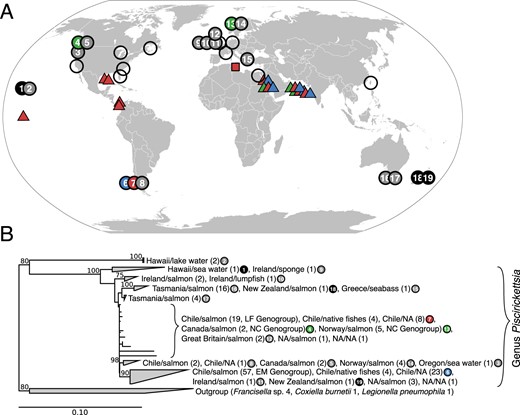 A Geographic distribution of P. salmonis, Piscirickettsia sp., and similar organisms detected by 16S rRNA gene sequences (filled symbols; compare Supplementary Fig. S4) or by histopathology, immunological testing, or 16S-ITS-23S rRNA sequencing without available 16S sequence information (open symbols; compare Supplementary Table S12). Colored circles indicate origins of the isolates studied in the present work, including 33 Chilean strains of the LF genogroup (red), 36 Chilean strains of EM genogroup (blue) and one Norwegian and three Canadian strains (NC genogroup; green). Black filled circles show origin of isolates with short read draft genomes, gray filled circles the origin of 16S rRNA gene sequence database entries. Triangles indicate locations at which Piscirickettsia sequences were detected in marine metagenomes and the rectangle the detection of Piscirickettsia sequences in contaminated draft genomes from bacterial isolates from the rhizosphere of Limoniastrum monopetalum. B Maximum likelihood phylogenetic tree inferred from all available database 16S rRNA sequences deposited in GenBank as P. salmonis, Piscirickettsia sp. or Rickettsia-like´ organisms. Coherent groups of sequences were collapsed into clades. For each clade or genogroup, the number of sequences originating from specific countries, hosts or environments is given in parentheses. NA indicates lack of information on origin. Numbers at nodes give bootstrap values in %; only values greater than 70% are shown. The fully resolved tree is shown in Supplementary Fig. S4.