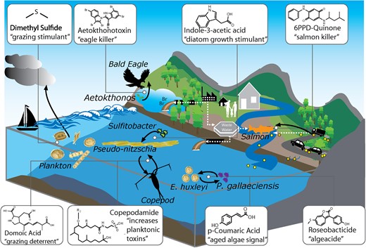 Depicted includes photosynthetic microalgae producing dimethyl sulfide inducing both cloud formation and grazing by zooplankton, and on the other hand Pseudo-nitzschia’s production of domoic acid as a grazing deterrent. In addition, Sulfitobacter’s production of indole-3-acetic acid increases planktonic toxins like domoic acid from Pseudo-nitzschia. Furthermore, when an E. huxleyi bloom ages, it produces p-coumaric acid, with response to which P. gallaeciensis begins to produce algaecide roseobacticide. In freshwater nearby, Aetokthonos cyanobacteria colonizes a freshwater invasive plant Hydrilla and produces aetokthonotoxin which bioaccumulates up the food web to top predator bald eagles, causing neurological disease. On a road nearby, cars’ rubber tires contain 6PPD which runs off into freshwater creeks and is transformed to 6PPD-quinone, causing salmon mortality.