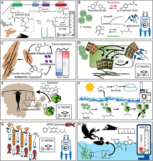 Domoic acid’s biosynthetic pathway was characterized with transcriptomics, biochemistry and NMR (a), p-coumaric acid and roseobacticide are exchanged through a parasitic interaction between a phytoplankton and a bacteria characterized through dose-response growth experiments and NMR (b), and metabolomics and transcriptomics were used to characterize the exchange of indole-3-acetic acid and tryptophan between a diatom and symbiotic bacteria (c). Many microorganisms have not retained the ability to biosynthesize cobalamin (Vitamin B12) and rely on other microorganisms to produce it in exchange for other resources (d). Copepodamides were the first molecules discovered to mediate “chemical warfare” between zooplankton and their prey (e), and DMS has been known to modulate cloud formation and climate and a new role has been discovered to modulate algae-grazer interactions through GC-FPD (f), 6PPD from tire runoff into water sources and its ecological effect was characterized UPLC-HRMS/MS and NMR (g), and AP-MALDI-MSI was used to study cyanobacteria colonies on plant leaves to detect aetokthonotoxin (h).