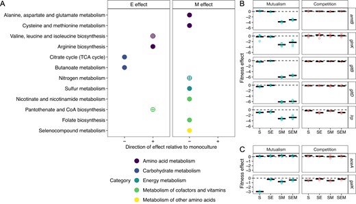 A Dotplot of KEGG pathways significantly overrepresented in the set of genes whose knockout fitness changed significantly as an effect of the presence of E or M (p < 0.05, BH multiple comparisons). Pathways overrepresented are indicated by circles. The plus/minus on the x-axis indicate the direction (relative to monoculture) of the fitness effect on the pathway. The color of the dots indicate the KEGG category of a pathway. Circles with crosses indicate pathways that were investigated further. B Normalized fitness scores for nitrogen metabolism genes in mutualistic (blue) and competitive (red) conditions. Each dot represents the average fitness in a replicate, and the bold horizontal line represents the mean fitness for each gene across replicates. C Normalized fitness scores in representative carbon metabolism genes for acetate (aceA) and galactose (galK) catabolism.