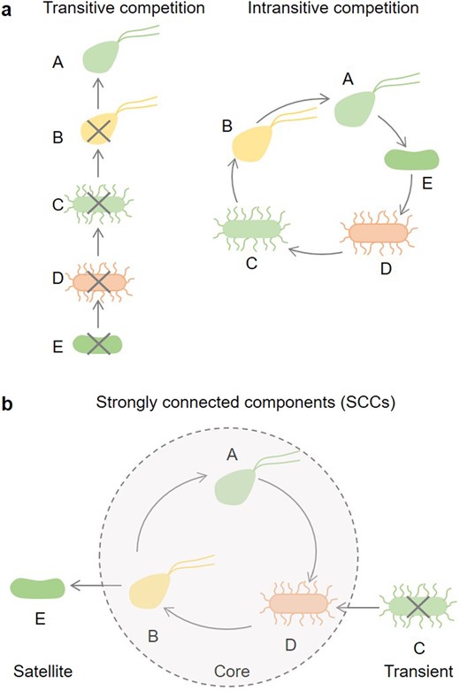 a Transitive competition is hierarchical and leads to the exclusion of weak competitors, while intransitive competition forms a loop allowing the coexistence of competitors. b In complex soil bacterial communities, it is expected that both transitivity and intransitivity act simultaneously, a situation that can be properly described through the analysis of the strongly connected components (SCCs). Arrows represent asymmetric competition pointing from the loser to the winner species (e.g., A outcompetes B under transitive competition), which results in competitive exclusion (crossed out taxa).