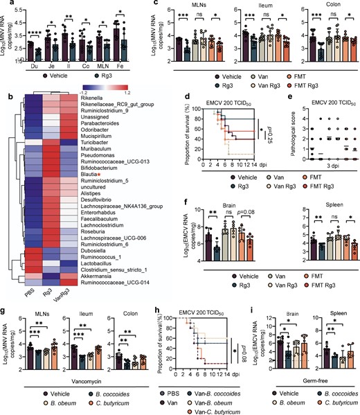 a Viral burden analysis at 1 day post-infection (dpi) of duodenum (Du), jejunum (Je), ileum (Il), colon (Co), mesenteric lymph nodes (MLNs) and feces (Fe) collected from vehicle-treated or Rg3-treated mice infected with 2 × 107 TCID50 MNV (n = 8). b Heatmap of the relative abundance of bacteria in feces from MNV-infected mice at 0 dpi (n > 3). c Viral burden analysis of MLNs, ileum and colon tissues collected at 1 dpi from vehicle-, Rg3-, Van-, Van-Rg3-, FMT- treated or FMT-Rg3-treated mice that were orally inoculated with 2 × 107 TCID50 MNV (n = 8). Survival curve (d) and pathology scores (e) from groups of differently treated mice i.p. infected with 2 × 102 TCID50 of EMCV (n = 15–18). f Viral titers in brain (left) and spleen (right) collected from differently treated mice at 3 dpi following i.p. infection with 1 × 103 TCID50 of EMCV (n = 6). g Viral burden at 1 dpi in MLNs, ileum and colon tissues collected from Van-treated mice that were subsequently colonized with B. coccoides, B. obeum, C. butyricum and then inoculated orally with 2 × 107 TCID50 MNV (n = 8). h Survival curves from groups of PBS-, Van-treated and bacteria-colonized WT mice that were i.p. infected with 2 × 102 TCID50 of EMCV (n = 10). i Viral burden at 3 dpi in brain and spleen of germ-free (GF) mice colonized with B. coccoides, B. obeum or C. butyricum for 48 h and then i.p. infected with 2 × 102 TCID50 EMCV (n = 5–6). Broken lines indicate the limit of detection (LD). Plotted data represent the mean ± s.d. Unpaired two-tailed Student’s t tests were used for comparison of means between treatment groups. *p <0.05; **p < 0.01; ***p < 0.001; ****p < 0.0001; ns not significant.