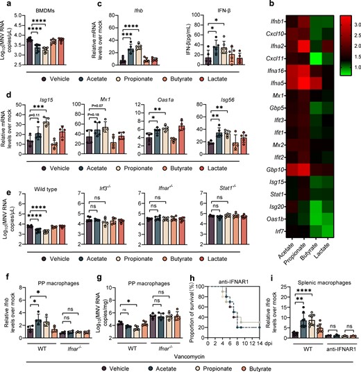 a Viral titers at 1 dpi in BMDMs from WT mice pretreated with 1 mM acetate, propionate, butyrate or 10 mM lactate for 24 h prior to MNV infection (MOI = 1) (n = 6–8). b Heatmap profiling the expression of 18 genes involved in IFN-β and ISGs. c Relative Ifnb expression (left, fold change compared with mock-infected BMDMs) and IFN-β protein (right) determined at 8 hpi in SCFA-treated BMDMs after MNV infection (n = 5–6). d Relative expression of different ISGs at 8 hpi in BMDMs pretreated for 24 h with 1 mM acetate, propionate, butyrate, or 10 mM lactate prior to MNV infection (n = 4–5). e Viral titers at 1 dpi in BMDMs collected from WT, Irf3−/−, Ifnar−/−, or Stat1−/− mice pretreated with 1 mM acetate, propionate, butyrate, or 10 mM lactate prior to MNV infection (n = 5–6). Relative Ifnb expression (f) and viral burden (g) at 1 dpi in PP macrophages sorted from Van- and SCFA-pretreated, MNV-infected WT or Ifnar−/− mice (n = 4–5). h Survival curves for groups of Van- and SCFA-pretreated mice treated with anti-IFNAR1 IgG prior to i.p. infection with EMCV (n = 8). i Relative Ifnb expression in splenic macrophages at 3 dpi sorted from Van- and SCFA-pretreated, EMCV-infected WT or anti-IFNAR1 IgG treated mice (n = 5). Plotted data represent the mean ± s.d. Unpaired two-tailed Student’s t tests were used for comparison of means between treatment groups. *p < 0.05; **p < 0.01; ***p < 0.001; ****p < 0.0001; ns not significant.