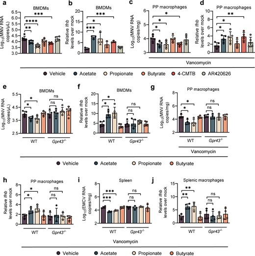 Viral titers (a) at 24 hpi and relative Ifnb expression (b) at 8 hpi in WT BMDMs pretreated with acetate, propionate, butyrate, or GPR43 and GPR41 agonists (4-CMTB and AR420626) and subsequently infected with MNV (a, n = 6; b, n = 3). Viral titers (c) and relative Ifnb expression (d) at 1 dpi in PP macrophages sorted from Van- and SCFA-, 4-CMTB- or AR420626-pretreated, MNV-infected mice (n = 5). Viral titers (e) at 24 hpi and relative Ifnb expression (f) at 8 hpi in Van- and SCFA-pretreated, MNV-infected BMDMs (n = 5). Viral titers (g) and relative Ifnb expression (h) at 1 dpi in PP macrophages sorted from Van- and SCFA-pretreated, MNV-infected WT or Gpr43−/− mice (n = 4). Viral titers (i) in splenocytes and Ifnb levels (j) in splenic macrophages collected at 3 dpi from Van- and SCFA-treated, EMCV-infected WT or Gpr43−/− mice (n = 4). Plotted data represent the mean ± s.d. Unpaired two-tailed Student’s t tests were used for comparison of means between treatment groups. *p < 0.05; **p < 0.01; ***p < 0.001; ****p < 0.0001; ns not significant.