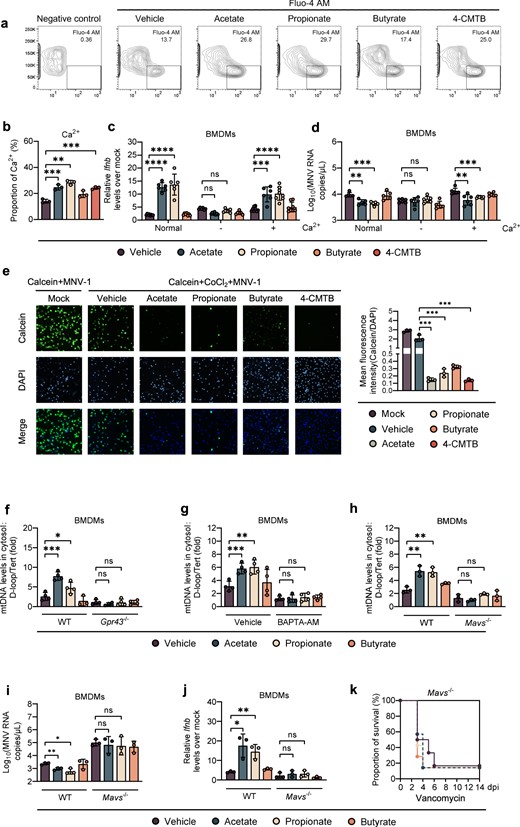 a, b Intracellular Ca2+ levels in WT BMDMs were measured after 24 h incubation with acetate, propionate, butyrate or 4-CMTB. c, d BMDMs were cultured in normal medium or calcium-free medium with or without supplementation with 0.2 g/L Ca2+. Relative Ifnb expression (c) at 8 hpi or viral titers (d) at 24 hpi in SCFA-pretreated, MNV-infected WT BMDMs were analyzed (n = 6). e The openness of mitochondrial permeability transition pore (mPTP) was determined at 24 hpi by mPTP kit in SCFA- and 4-CMTB-pretreated, MNV-infected BMDMs. f SCFA-pretreated WT or Gpr43−/− BMDMs were infected with MNV for 24 h and cytosolic mtDNA was assessed by quantitative PCR (n = 4). g WT BMDMs were treated with 30 µM BAPTA-AM for 24 h, followed by 24 h incubation with SCFAs prior to MNV infection. Cytosolic mtDNA levels were analyzed at 24 hpi (n = 4). h Cytosolic mtDNA levels were measured at 24 hpi in WT or Mavs−/− BMDMs pretreated with acetate, propionate, or butyrate and infected with MNV (n = 3). Viral titers (i) at 24 hpi and Ifnb levels (j) at 8 hpi in SCFA-pretreated, MNV-infected WT or Mavs−/− BMDMs (n = 3). k Groups of differently treated Mavs−/− mice were i.p. infected with EMCV, and survival curves were documented (n = 6–7). Plotted data represent the mean ± s.d. Unpaired two-tailed Student’s t tests were used for comparison of means between treatment groups. *p < 0.05; **p < 0.01; ***p < 0.001; ****p < 0.0001, ns not significant.