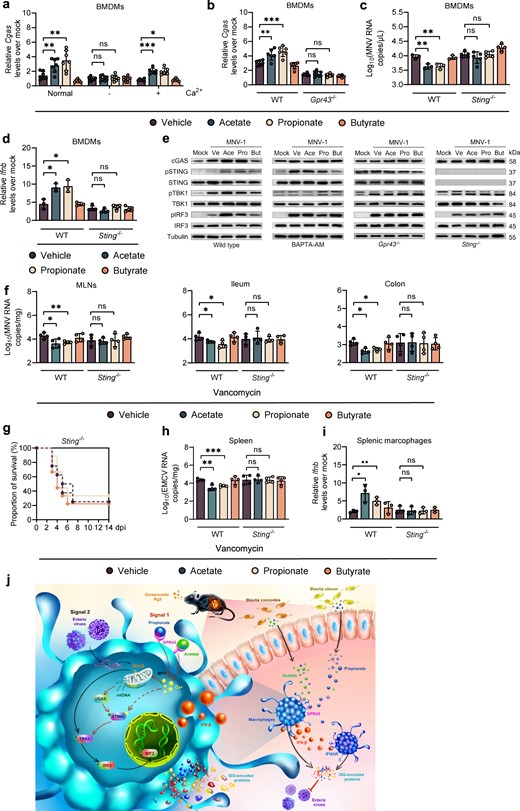 a Relative Cgas expression at 8 hpi in WT BMDMs cultured in normal medium or calcium-free medium with or without supplementation with 0.2 g/L Ca2+ pretreated with SCFAs and infected with MNV. b Relative Cgas expression at 8 hpi in BMDMs from WT or Gpr43−/− mice pretreated with SCFAs and infected with MNV. Viral titers (c) at 24 hpi and ifnb levels (d) at 8 hpi in SCFA-pretreated, MNV-infected WT or Sting−/− BMDMs (n = 3–5). e Western blot of cGAS, IRF3, pIRF3, STING, pSTING, TBK1, pTBK1 and tubulin in WT BMDMs with or without 30 µM BAPTA-AM, or BMDMs from Gpr43−/− or Sting−/− mice. f Viral burden analysis at 1 dpi in MLNs, ileum and colon tissues collected from WT or Sting−/− mice pretreated for 2 weeks with 200 mM acetate, propionate or butyrate in drinking water and then infected with 2 × 107 TCID50 MNV (n = 4). g Groups of Van-treated and 200 mM acetate-, propionate- or butyrate-pretreated WT or Sting−/− mice were i.p. infected with 2 × 102 TCID50 of EMCV, and survival curves were documented (n = 8). h Viral titers at 3 dpi of splenic tissue collected from SCFA-pretreated, EMCV-infected WT or Sting−/− mice (n = 4). iIfnb levels in splenic macrophages sorted at 3 dpi from Van- and SCFA-pretreated, EMCV-infected WT or Sting−/− mice (n = 4). j Schematic illustration of how the Blautia spp.-associated metabolites acetate and propionate protect against enteric virus infection through the GPR43-cGAS-STING-IFN-I axis. Plotted data represent the mean ± s.d. Unpaired two-tailed Student’s t tests were used for comparison of means between treatment groups. *p < 0.05; **p <0.01; ***p < 0.001; ns not significant.