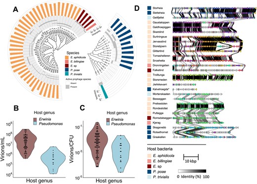 A Cladograms of 45 Erwinia and 18 Pseudomonas strains based on whole-genome similarity (UPGMA clustering). Also shown are the active prophages in each strain at species-level clusters. Finally, the aggregated virion titre in overnight culture for each strain is shown in a bar-plot. B Violin plot of estimated virions/mL for all 120 Erwinia and Pseudomonas active prophages. C Violin plot of estimated virions/CFU for all 120 Erwinia and Pseudomonas active prophages. D Representatives from each of the 28 identified prophage species-level clusters labelled with the name of each cluster. The Kalvehoegda cluster is marked “*”, as annotation shows this region is likely a phage satellite. Next to this, clinker figures showing amino acid alignment in coding regions between the species representatives.