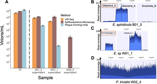 A Comparison of phage titres for E. coli virulent phage T4, E. aphidicola strain B01_5 SIPs, E. sp strain W01_1 SIPs, and P. trivialis strain W02_4 SIPs. Prophage titres were measured using VIP-Seq, epifluorescence microscopy, and plaque counts using susceptible strains B01.10 (for B01.5 SIPs), and B01.5 (for W01.1 SIPs). W02_4 supernatant did not plaque on any tested strains. For VIP-Seq, supernatant from B01_5, W01_1, and W02_4 was concentrated using Amicon filters prior to DNA extraction, unlike the higher-titre T4 stock. Each error bar represents the standard deviation of three technical replicates. B−D Read coverage plots for VIP-Seq libraries built on untreated overnight cultures for B01_5, W01_1, and W02_4 respectively. Prophage regions were enlarged and collated for B01_5 and W01_1 (preserving relative scale), while the whole genome is shown in W02_4. Prophages Glittertind_A and Romsdalseggen_A are boxed in red, indicating they are the plaquing SIPs enumerated in (A).