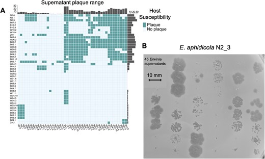 A Heatmap showing results of the 45 × 45 Erwinia supernatant plaque assay, with supernatant host range is shown on the vertical, while host susceptibilities are shown on the horizontal. Barplots displaying cumulative host range/susceptibility show adjacent to respective axes. B Plaque assay of the 45 Erwinia supernatants upon a lawn of E. aphidicola N2.3, demonstrating widespread susceptibility and a variety of plaque morphologies. Image cropped for clarity.