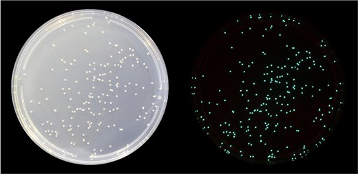 These P. mandapamensis colonies were isolated from the light organ of S. tubifer and grown on LSW-70 agar plates. Photographs were taken of the same colonies in both the light (left) and dark (right).