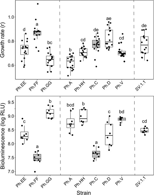 Bioluminescence is shown as relative light units (RLU). Dashed lines depict distinctions between strains belonging to distinct light organ communities. Strains Ph.FF and Ph.C (gray) lack the luxF gene. Reference strain SV.1.1 (GCA_030685315.1) is included for comparison to the strains isolated in this study.
