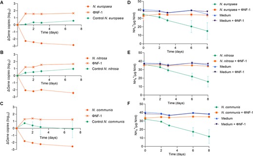 The growth of cultures in the presence of Φ NF-1 was monitored by the variation in the number of amoB gene copies in N. europaea (A), N. nitrosa (B), and N. communis (C) (orange circle). ΦNF-1 propagation was monitored by the increase in the number of copies of a non-coding fragment of the ΦNF-1 genome (orange cross). The control culture contained only bacteria (green). The NH4+ in cultures of the three strains of N. europaea (D), N. nitrosa (E), and N. communis (F) was measured in the presence (orange) or absence (green) of ΦNF-1. Controls included ΦNF-1 alone with AOB medium (black) and sterile AOB medium (blue). Results are the average of three to five independent experiments.