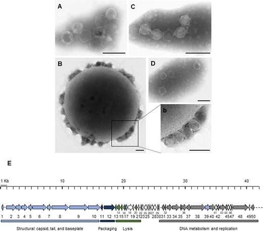 Electron micrographs of phage particles in phage suspensions: ΦNF-1 (A) and suspension #2 (B) infecting N. europaea. In (B) N. europaea cell can be seen with phage ΦNF-1 attached to the surface. In (b) a 2.5X amplification shows phage capsids in detail. C Suspension #4 infecting N. communis, and (D) suspension #5 infecting N. nitrosa. Bar = 100 nm. (E) Genetic map of phage ΦNF-1. Each arrow corresponds to an open reading frame (ORF) drawn in scale considering the total phage genome size of 41,596 bp. White arrows correspond to unidentified ORFs. Annotated ORFs have been assigned to a function within the phage genome (structural, packaging, lysis or phage replication).