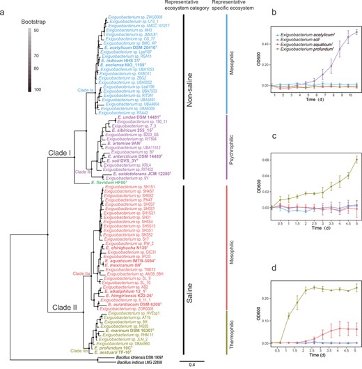 Exiguobacterium phylogeny and growth profiling. (A) Maximum likelihood Exiguobacterium phylogenomic tree and representative ecosystem classification. The tree has two major clades, the nonsaline Clade I and the saline Clade II; and four subclades, the nonsaline mesophilic Clade Ia, the nonsaline psychrophilic Clade Ib, the saline mesophilic Clade IIa, and the saline thermophilic Clade IIb. Bar, 0.4 substitution per amino acid position. (B–D) Growth curves for representative isolates of Clade Ia (blue symbols and line, E. acetylicumT), Clade Ib (purple symbols and line, E. soliT), Clade IIa (orange symbols and line, E. aquaticumT), and Clade IIb (olive green symbols and line, E. profundumT) at (B) −1°C, (C) 50°C, and (D) 10% NaCl (m/v) at 25°C. All growths were measured with tryptic TSB as basal medium.