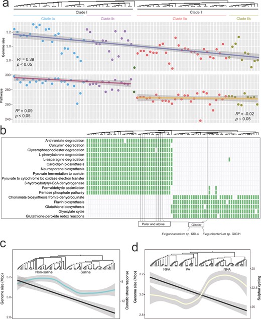 Genome content and specific metabolic pathways of Exiguobacterium clades and subclades. (A) The change in the number of metabolic pathways between Clades I and II is more abrupt than the change in genome size as shown by the linear regression of genome size and the number of pathways with respect to the position in the phylogenomic tree. (B) Specific metabolic pathways in Clades I and II and glacier isolates located in Clades Ib and IIa have distinct specific pathways, which are consistent with their phylogenomic status rather than isolation sources. For example, strain Exiguobacterium sp. KRL4 and Exiguobacterium sp. GIC31, both isolated from glaciers, have different specific pathways. Green blocks indicating the presence of a pathway. Loess fitting curves of the number of (C) osmotic stress response-related genes (cyan line, referring to right y-axis) and (D) sulfur cycling-related genes (yellow line, referring to right y-axis), with the node of the host isolates ordered according to their position in the phylogenic tree. The black lines (referring to the left y-axes) in panels (C) and (D) correspond to the genome size regression line shown in panel (A).