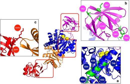 3D structure of PYK from E. antarcticum B7T. The complete structure is depicted in the middle. Panels (A–C) show the parts of the structure that contain residues that differ between mesophilic and halophilic homologs, and that play a key role in the adaptation of this protein to cold environments.
