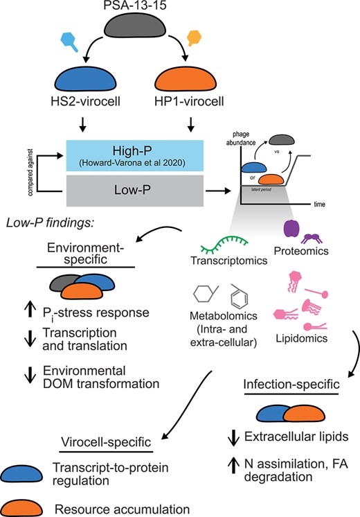 栄養が制限される中、海洋細菌はウイルス感染後に代謝を再プログラムする(Marine Bacteria Reprograms Its Metabolism After Viral Infection, Amid Nutrient Limitations) 栄養が制限される中、海洋細菌はウイルス感染後に代謝を再プログラムする(Marine Bacteria Reprograms Its Metabolism After Viral Infection, Amid Nutrient Limitations)