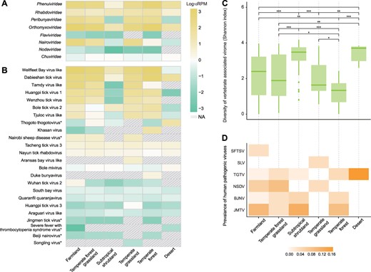 Vertebrate-associated virome of Haemaphysalis longicornis in different ecotypes. (A) Mean relative abundance of each vertebrate-associated viral family in different ecotypes. (B) Mean relative abundance of each vertebrate-associated viral species in different ecotypes. Human pathogenic viruses are indicated by asterisk. The mean relative abundance has been normalized by reads per million (viral reads number × 106/total reads number) and taken to Log10 for better visualization. Yellow color represents higher mean viral abundance, whereas green represents lower abundance. (C) Diversity of vertebrate-associated viromes (Shannon index) in different ecotypes. ***P < .001; **P < .01; *P < .05; ns indicates P > .05. (D) Prevalence of each human pathogenic virus in different ecotypes. Severe fever with thrombocytopenia syndrome virus (SFTSV), Songling virus (SLV), Tacheng tick virus (TGTV), Jingmen tick virus (JMTV), Beiji nairovirus (BJNV), and Nairobi sheep disease virus (NSDV).