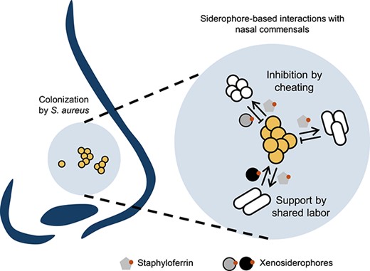 鼻のマイクロバイオーム:多剤耐性菌から鉄分を奪う(Nasal microbiome: depriving multi-resistant bugs of iron)