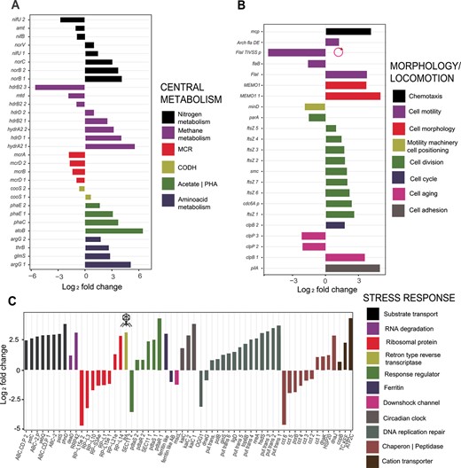 Three-way categorization of top differentially expressed genes (P < .05) of “Ca. Methanoperedens” between 0% and 1.5% salinities. Categories include central metabolism (A), morphological change and locomotion (B), and overall stress-related response (C). Up- and downregulated transcripts are indicated in the y-axis for (A) and (B) and x-axis for (C). Up- and downregulated genes are referred to as log2 fold change. For (B) and (C), additional annotation includes a plasmid-harboring and potential phage-related transcript, FlaI_TIVSS and ltrA, respectively.