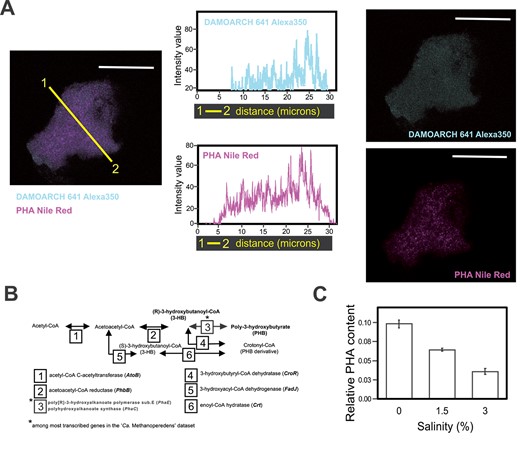 Linking “Ca. Methanoperendes” to PHA production and decrease upon salt stress. (A) From left to right: 1.5% salinity “Ca. Methanoperedens” biomass labeled with Alexa350-fluorophore-labeled DAMO-ARCH-641 probe signal coupled to Red Nile (PHA stain) signal. Intensity plots from color-coded cross section (yellow line) displaying the Alexa350 signal (blue) and Nile Red signal (pink). Separate imaging from the overlapped signals of Alexa350-fluorophore-labeled N-DAMO-ARCH 641 and Nile Red for the same image. The micrographs are representatives of two independent experiments with two to five granules per well (n = 3) at two salinities (0% and 1.5%) per experiment. See Supplementary Fig. 6 for additional micrographs. All scale bars represent 20 μm. (B) Reconstruction of the poly-3-hydroxybutyrate (PHB) and crotonyl-CoA (PHB derivative) production pathways, highlighting the top abundant transcript found on the “Ca. Methanoperedens” metatranscriptomes for the studied culture. Genes indicated with an asterisk refer to transcripts with top TPM (relative abundance) within the “Ca. Methanoperedens” total transcripts. (C) Quantification/ratio results of the summed area peaks of PHB and crotonyl-CoA identified by GC–MS, normalized with an IS and dry weight (in milligrams). Relative PHA content refers to PHA derivatives area normalized by internal standard and weight (milligrams).