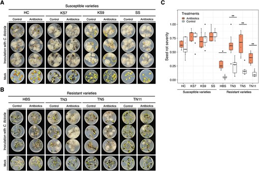 Seed rot assay using the antibiotics-treated seeds reveals that seed-associated bacteria confer the seed rot resistance. The antibiotics included ampicillin, rifampicin, and streptomycin. The control was treated with ddH2O. (A) The four most susceptible soybean varieties showed no difference between the control and antibiotic treatment. (B) The four most resistant soybean varieties showed significant difference in seed rot between the control and antibiotic treatment. Both seed mortality rate and cotyledon rot score were increased for the antibiotics-treated seeds, and the four initially resistant varieties became susceptible. (C) Seed rot severity. There were three biological replicates (Petri plates) for each factorial combination of variety and treatment, and the experiment was repeated three times (n = 9). The asterisks indicate significance based on the Tukey’s HSD test (*: P < 0.01, **: P < 0.001).