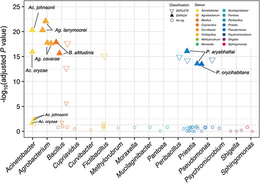 Differential abundance analysis of the seed-associated bacteria between the resistant and susceptible varieties by DEseq2. The Manhattan plots showing the ASVs, which are represented by circles or triangles. Whereas the circles are non-significant ASVs in the differential abundance analysis, the triangles are ASVs significantly enriched (filled) or depleted (empty) in the resistant varieties. The triangle size indicates the log2 fold change of the ASV. The y-axis indicates -log10(adjusted P value) and the x-axis represent the categorization of bacteria genus.