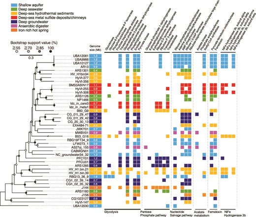 Comparative analysis of Pacearchaeota-affiliated genomes from various habitats. On the left, a maximum likelihood phylogenetic tree of Pacearchaeota MAGs from this study (Idc_in_care_mg3 and Idc_in_meta_mg8) and from public databases was constructed using 122 archaeal marker genes with three Woesearchaeota MAGs (not shown in the phylogenetic tree) as an outgroup (GW2011-AR15: GCA_000830295.1; GW2011-AR11:GCA_013330825.1; GW2011-AR9: GCA_013331635.1). The best fit model was selected as K2P + I + G4. On the right, an overview of the presence or absence of metabolic genes commonly found in Pacearchaeota MAGs is shown. Gene annotation was performed using BlastKOALA with default thresholds (see methods).