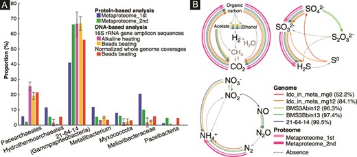 Taxonomic abundances and metabolic profiles of the chimney community. A) Comparison of taxonomic abundances based on protein- and DNA-based analyses. Proportions were obtained using selected data shown in Supplementary Tables 1 (16S rRNA gene amplicon sequences), eight (normalized whole genome coverages), 14, and 15 (proteomics). B) Metabolic pathways/genes involved in biogeochemical cycles of C, N, and S found in the genomic and proteomic inventories of 21–64-14-affiliated bacteria. A percentage in parentheses indicates genome completeness.