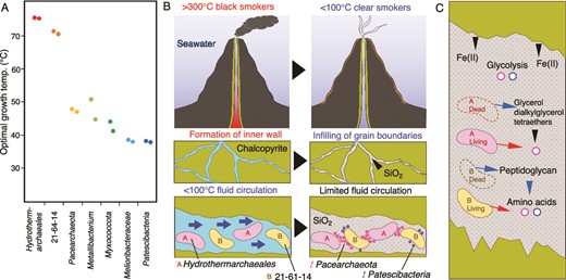 Temperature dependence of mineral formation and microbial succession in a deep-sea hydrothermal vent chimney. A) Optimal growth temperatures of abundant members of the chimney community predicted by the frequencies of seven amino acids (IVYWREL). B) Schematic illustrations of fluid venting, mineral formation, and key microbial populations. The blue arrows indicate the flow of low-temperature fluids. C) Schematic illustration of the transfer of chemicals in the mineral environment. Black, blue and red arrows indicate the transfers from minerals, dead cells and living cells.