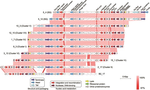 The Phoenicisaliniviruses. Genomic organization of the phoenicisaliniviruses. Every ORF is colored according to its predicted function (see legend). Lines connecting genomic regions are colored according to their nucleotide identities.