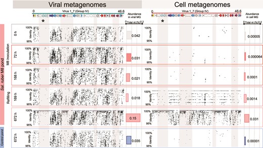 Dynamics of Phoenicisalinivirus gymnesicum throughout the experiment. Recruitment of reads to a Phoenicisalinivirus gymnesicum genome. Reads are from the viral (left) or cellular (right) metagenomes sampled at different times during the experiment in the M8 pond. The asterisk marks the region coding for the putative tail protein.