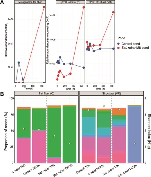 Phoenicisalinivirus gymnesicum abundance and diversity along the experiment. (A) Abundance of P. gymnesicum in the M8 (red lines) and control (blue lines) ponds calculated as normalized percentage of the viral metagenome reads (left panel), copies per nanogram of DNA measured by qPCR with primers specific for the gene coding for the tail fiber protein (central panel), and with primers targeting a more variable region encoding for a structural protein (right panel). (B) Diversity of the tail fiber (left) and the structural protein (right) genes at times 0 h and 672 h as estimated by amplicon sequencing using extracellular viral DNA as the target and primers used in A. The bar plot represents the relative abundance of different phylotypes (in different colors) detected by amplicon sequencing measured as percentage of reads. Phylotypes were called by sequence clustering at 100% identity and coverage. A total of 57 and 77 phylotypes were identified for the tail fiber (C) and the structural protein (VR) genes, respectively. Green dots represent the Shannon index (H′).