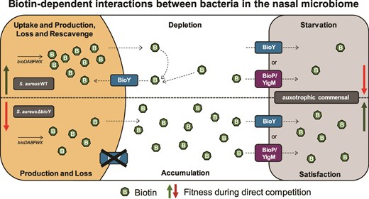 鼻腔マイクロバイオーム研究:ビオチン欠乏が病原菌制御に役立つ可能性(Nasal Microbiome: Resource Scarcity as Opportunity) 鼻腔マイクロバイオーム研究:ビオチン欠乏が病原菌制御に役立つ可能性(Nasal Microbiome: Resource Scarcity as Opportunity)