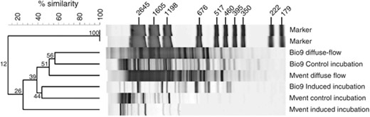 RAPD-PCR fingerprints of viral concentrates collected directly from diffuse-flow water, from control (no mitomycin C addition) or mitomycin C-treated diffuse-flow prokaryote concentrates. Size of marker bands are given in basepairs of DNA. Numbers at cladogram nodes indicate percent similarity. RAPD-PCR, randomly amplified polymorphic DNA PCR.