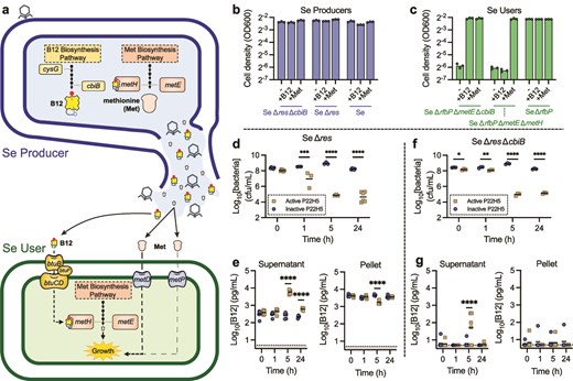 A multi-panel figure with a schematic of phage-mediated B12 release, bar graphs of absorbances of bacterial cultures in M9 medium supplemented with or without B12 or methionine, and bacterial concentrations and B12 concentrations in the cell pellet or supernatant when grown with active or heat-inactivated phage.